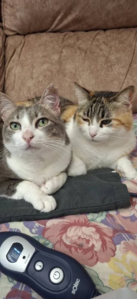 Sindy + Alaska, female mixed breed for adoption at Aktion Tierisch Happy e.V.