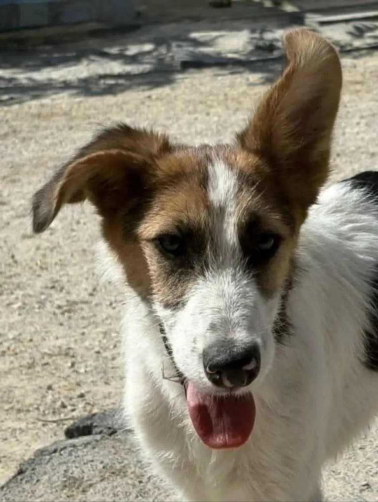 Jorge Jr, male puppy Mixed Breed for adoption at Aktion Tierisch Happy e.V.