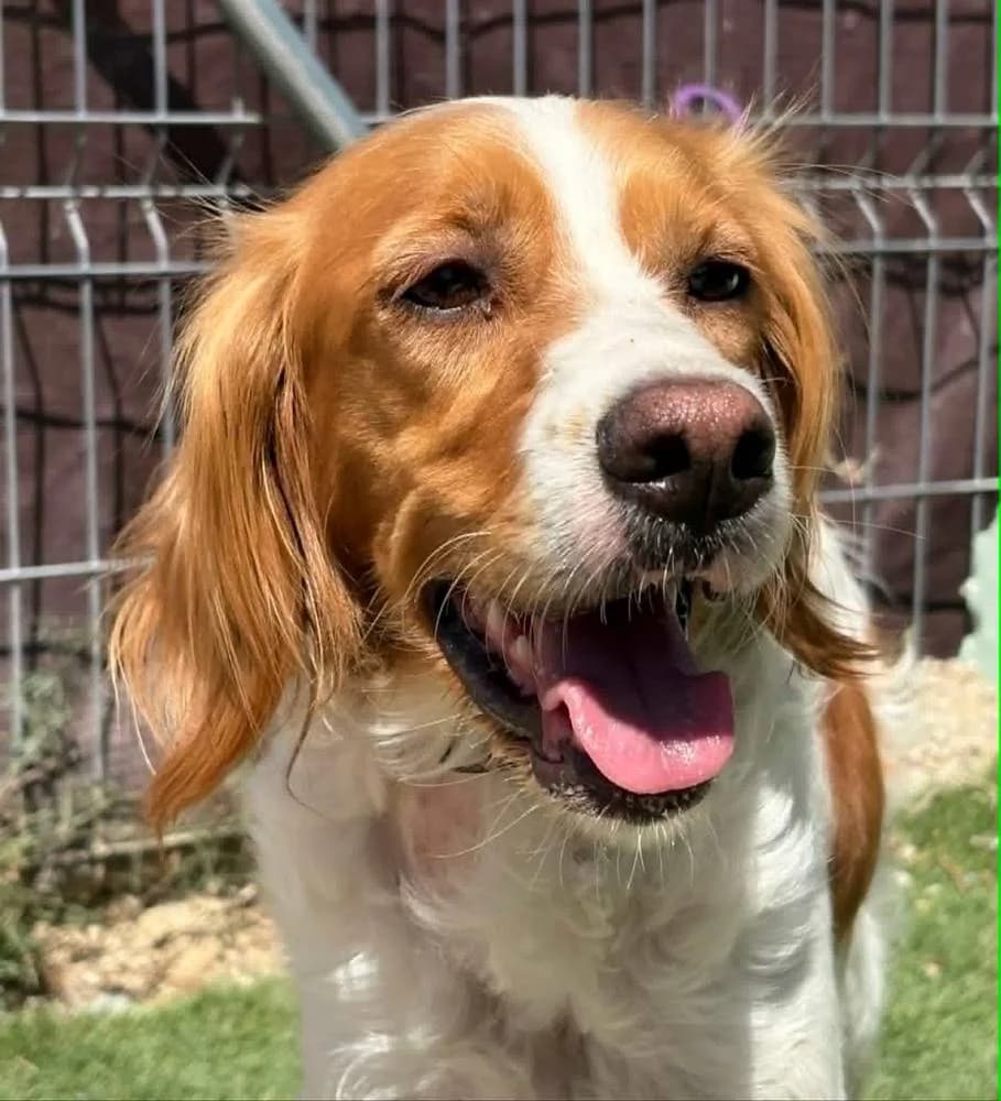 Sophie, female young Brittany Spaniel for adoption at Aktion Tierisch Happy e.V.