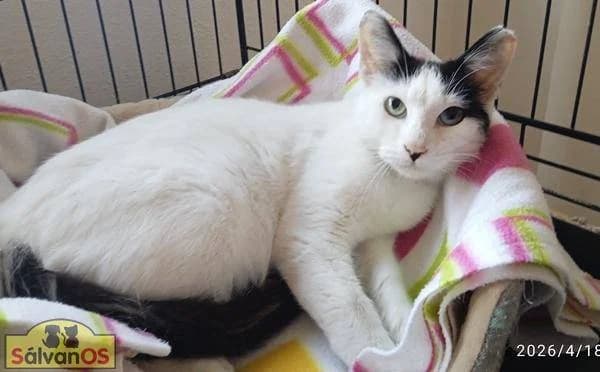 Lourdes, weiß female puppy mixed breed for adoption at Aktion Tierisch Happy e.V.