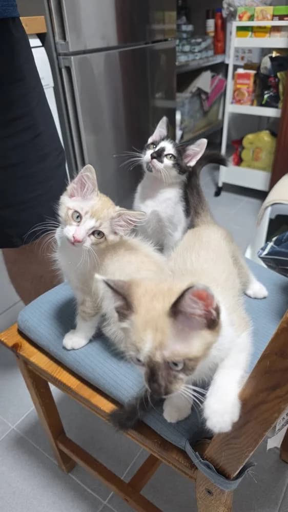Pomelo, MelΓ³n, male mixed breed for adoption at Aktion Tierisch Happy e.V.