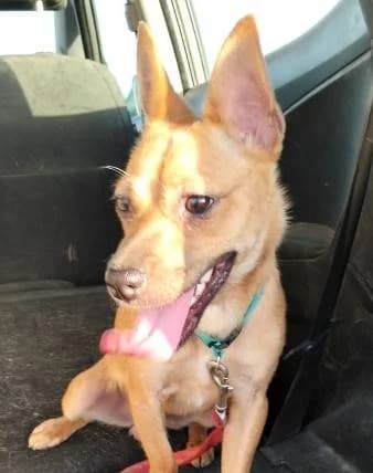 Benji, male young Mixed Breed for adoption at Aktion Tierisch Happy e.V.