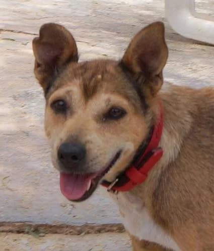 Tina, female puppy Mixed Breed for adoption at Aktion Tierisch Happy e.V.