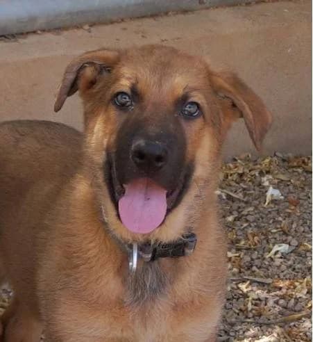 Zeus, male puppy Belgian Malinois for adoption at Aktion Tierisch Happy e.V.