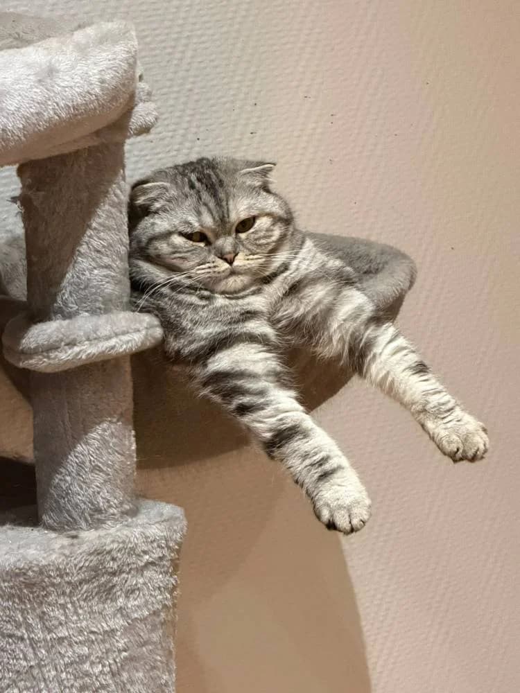 Emmi &, female young British Shorthair for adoption at Aktion Tierisch Happy e.V.