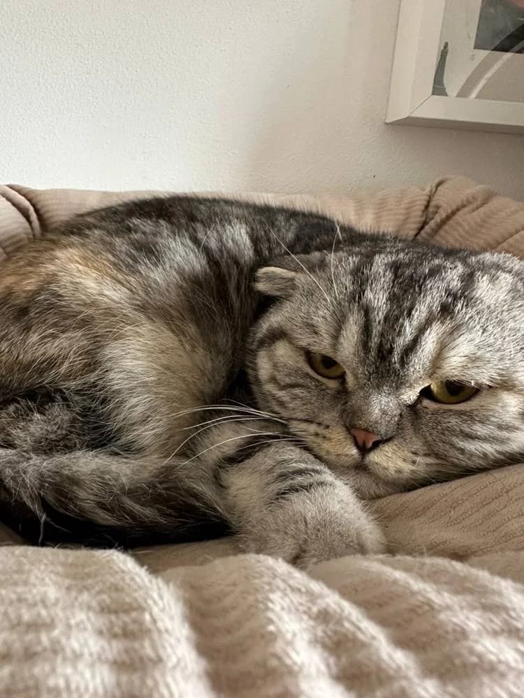 Emmi &, female young British Shorthair for adoption at Aktion Tierisch Happy e.V.