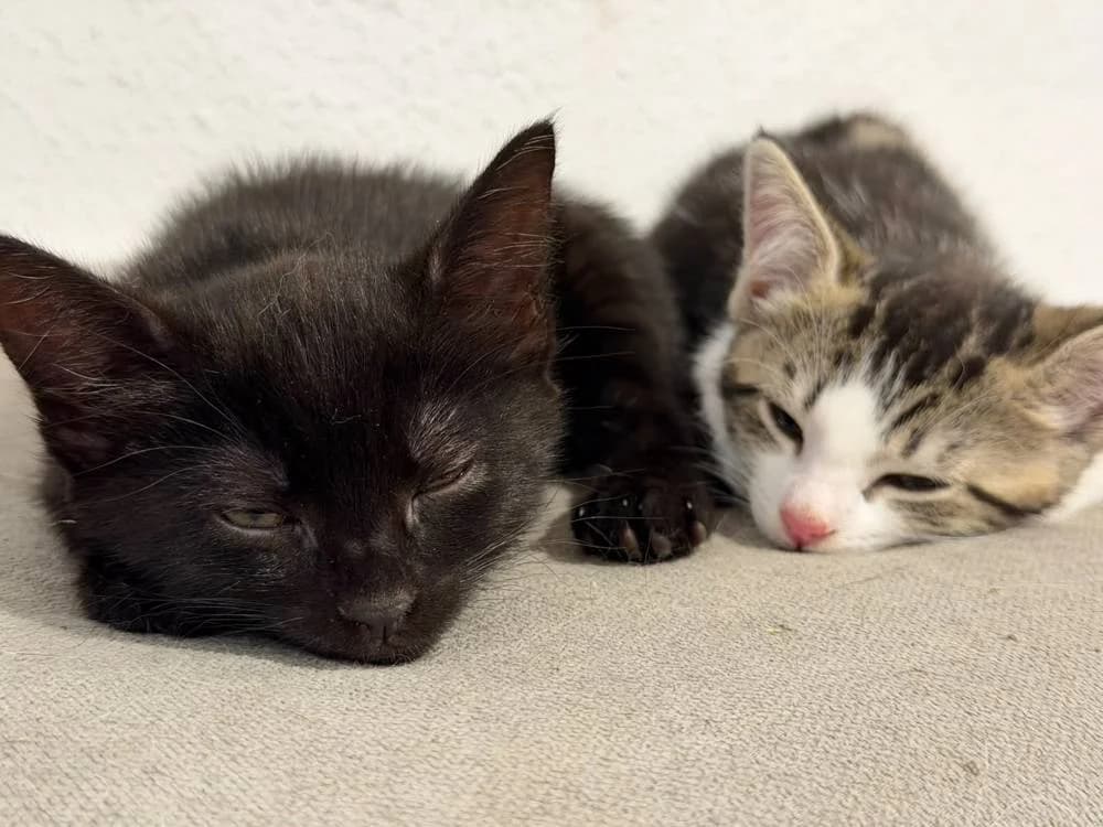 Malia &, schwarz female puppy European Shorthair for adoption at Aktion Tierisch Happy e.V.