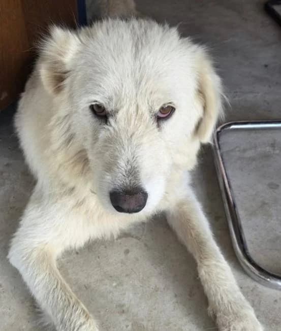 Luna, female Mixed Breed for adoption at Aktion Tierisch Happy e.V.