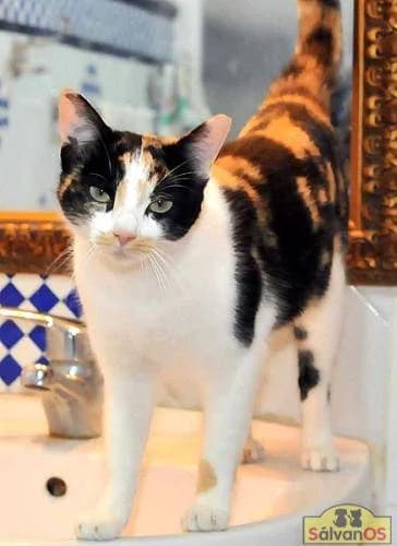 Nina, female European Shorthair for adoption at Aktion Tierisch Happy e.V.