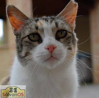 Luci, female European Shorthair for adoption at Aktion Tierisch Happy e.V.