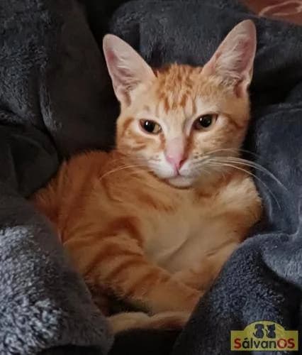 Candy, male European Shorthair for adoption at Aktion Tierisch Happy e.V.