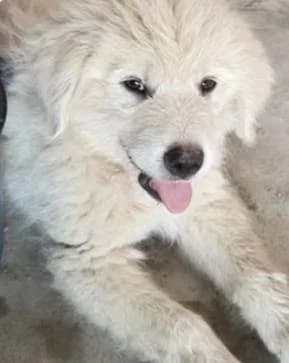 Bruno, male Mixed Breed for adoption at Aktion Tierisch Happy e.V.