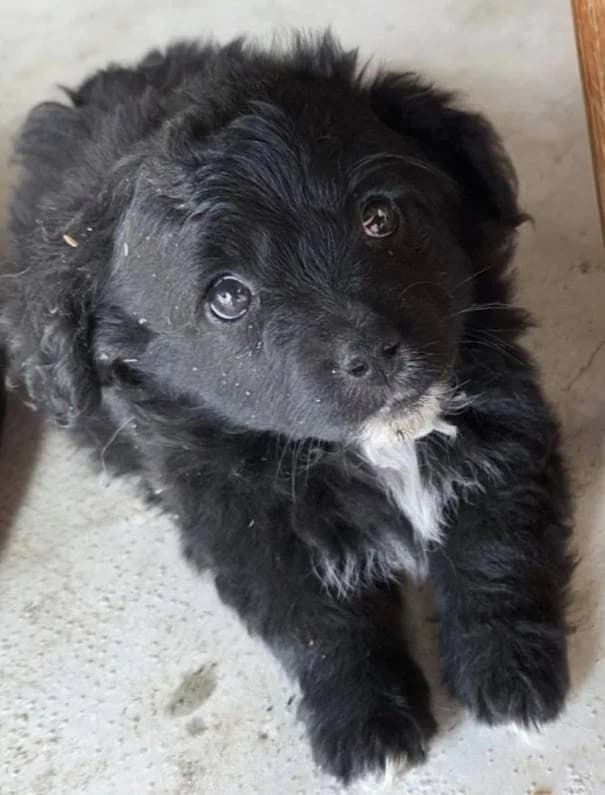 Nero, male Mixed Breed for adoption at Aktion Tierisch Happy e.V.