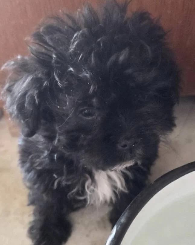 Lucky, male Mixed Breed for adoption at Aktion Tierisch Happy e.V.