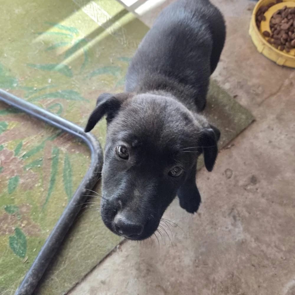 Laika, female Mixed Breed for adoption at Aktion Tierisch Happy e.V.