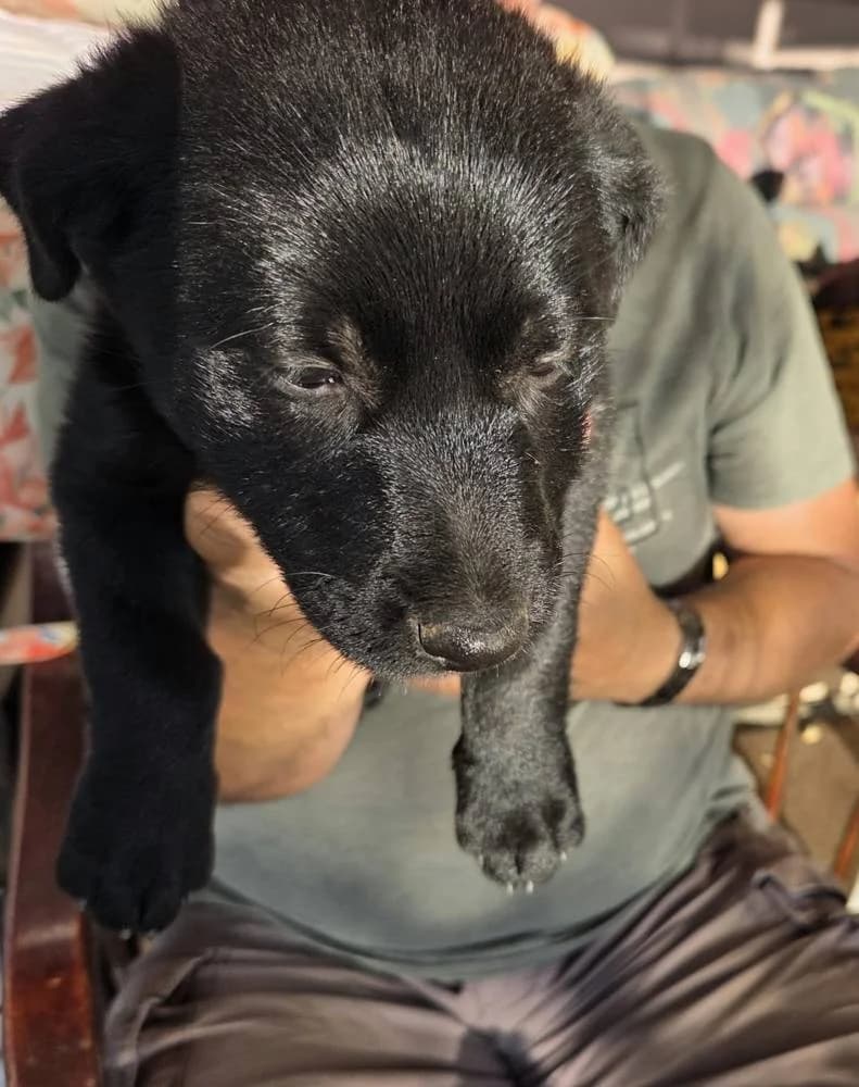 Laila, female Mixed Breed for adoption at Aktion Tierisch Happy e.V.