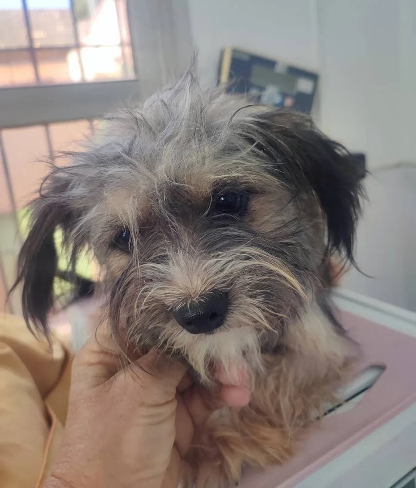 Linda, female Mixed Breed for adoption at Aktion Tierisch Happy e.V.