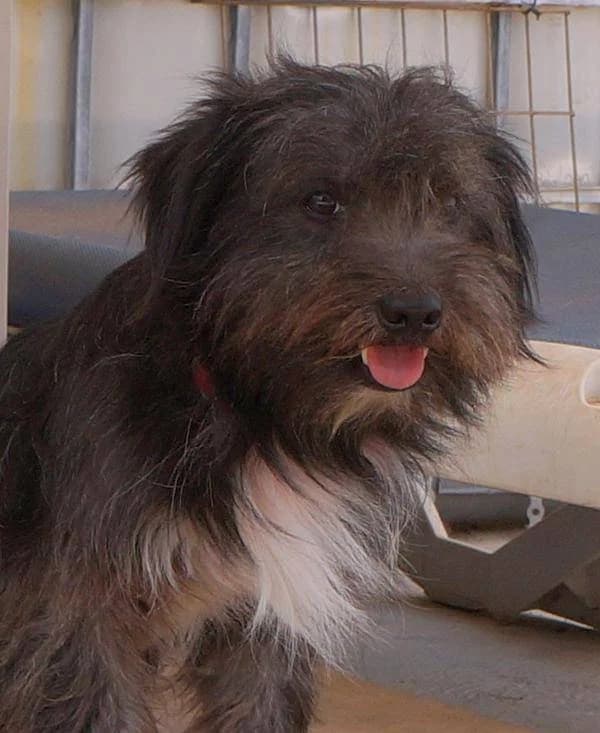 Pluto, male Mixed Breed for adoption at Aktion Tierisch Happy e.V.