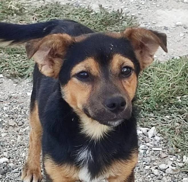 Scooby, male Mixed Breed for adoption at Aktion Tierisch Happy e.V.