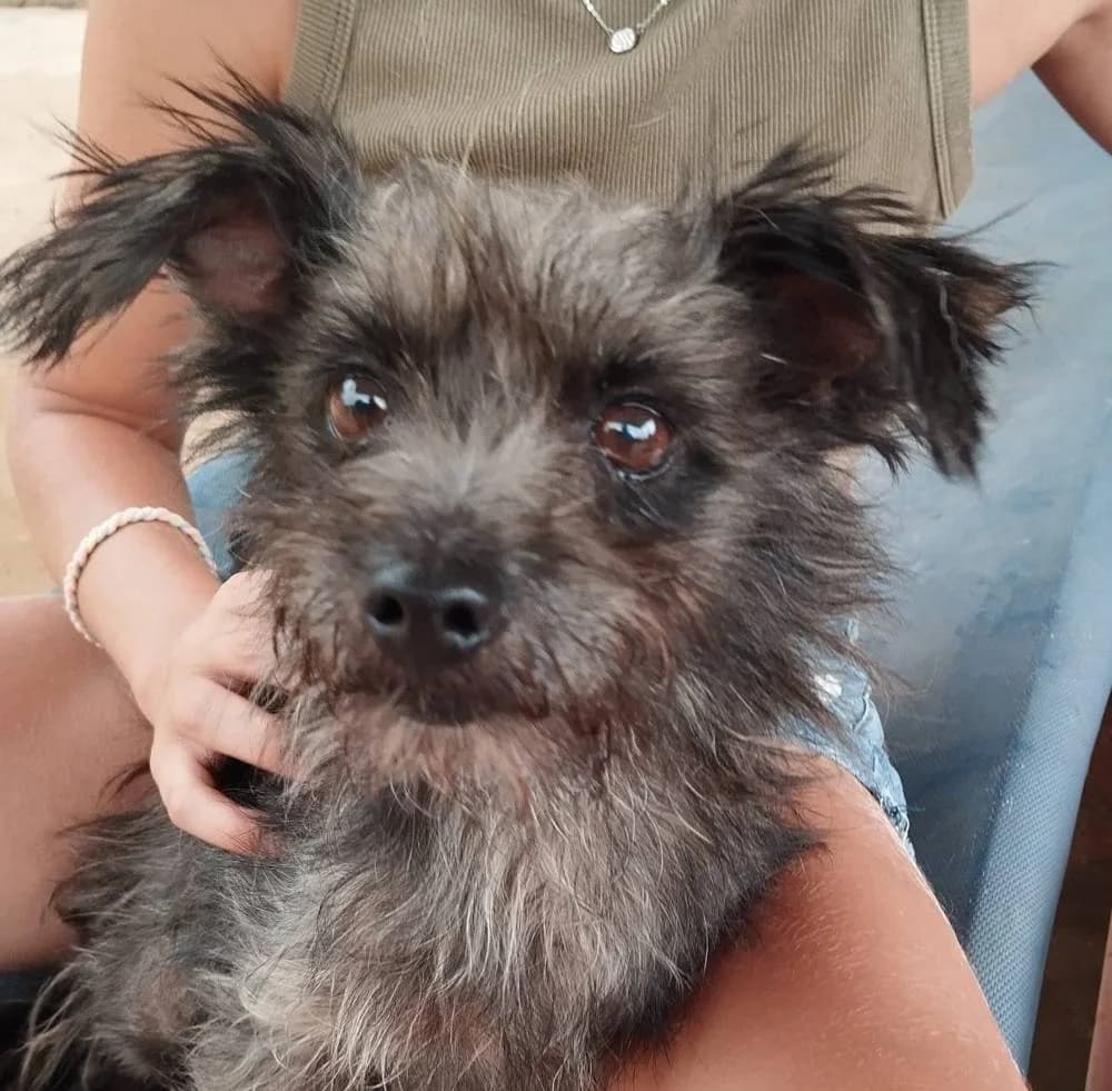 Rosie, female Mixed Breed for adoption at Aktion Tierisch Happy e.V.