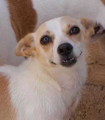 Dana, female Mixed Breed for adoption at Aktion Tierisch Happy e.V.