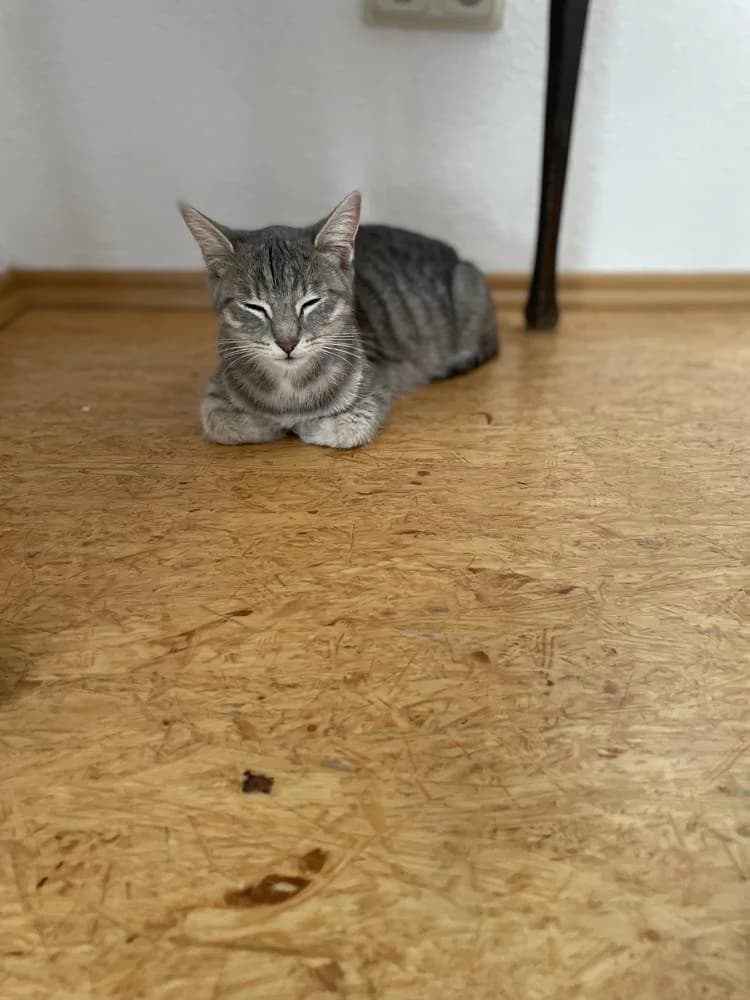 Mama &, male Mixed Breed for adoption at Aktion Tierisch Happy e.V.