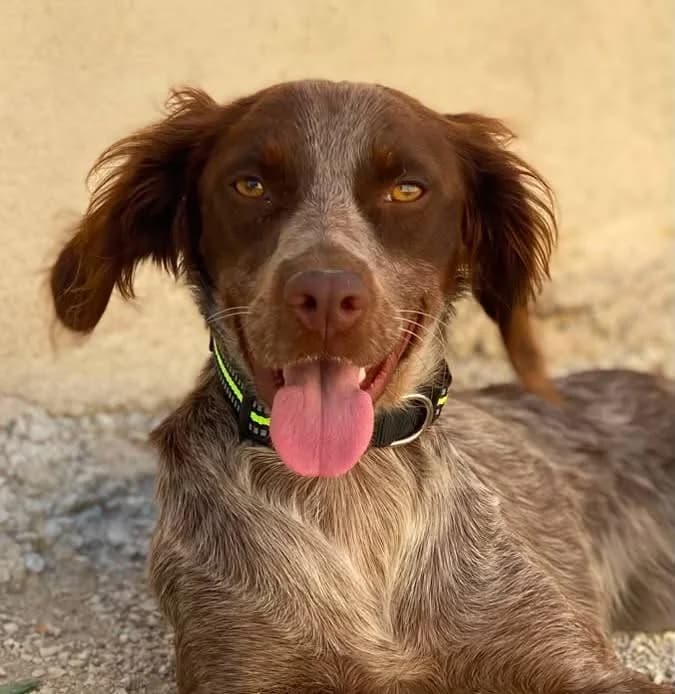 Sidra, female Mixed Breed for adoption at Aktion Tierisch Happy e.V.