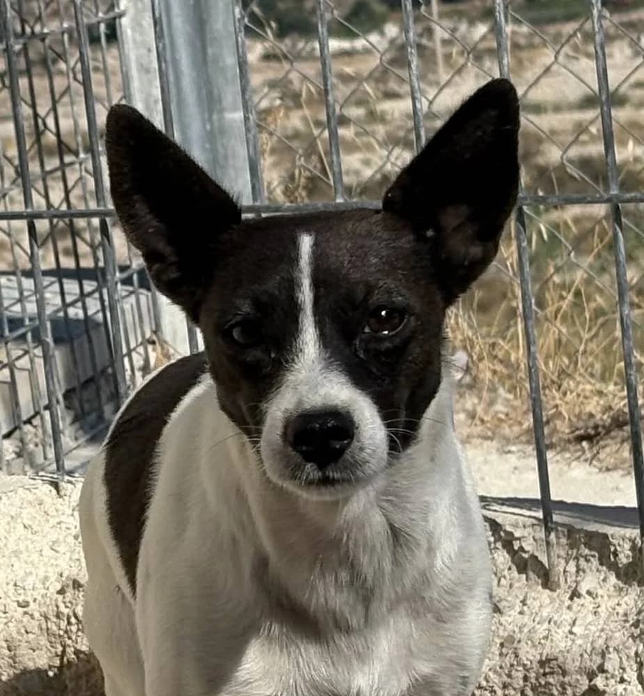 Tata, female Mixed Breed for adoption at Aktion Tierisch Happy e.V.