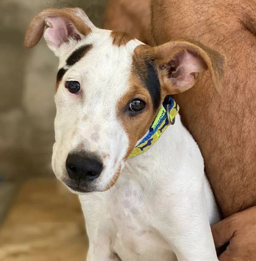 Benjamin, male Mixed Breed for adoption at Aktion Tierisch Happy e.V.
