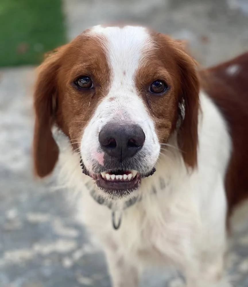 SOL, male Mixed Breed for adoption at Aktion Tierisch Happy e.V.