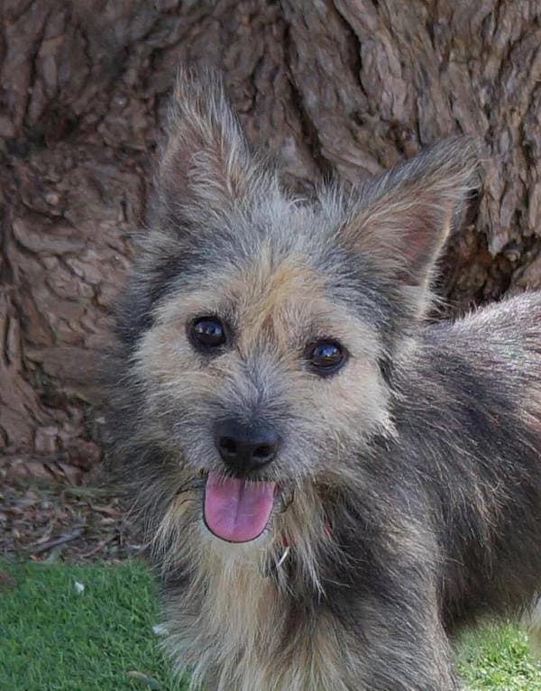 TOM, male Mixed Breed for adoption at Aktion Tierisch Happy e.V.