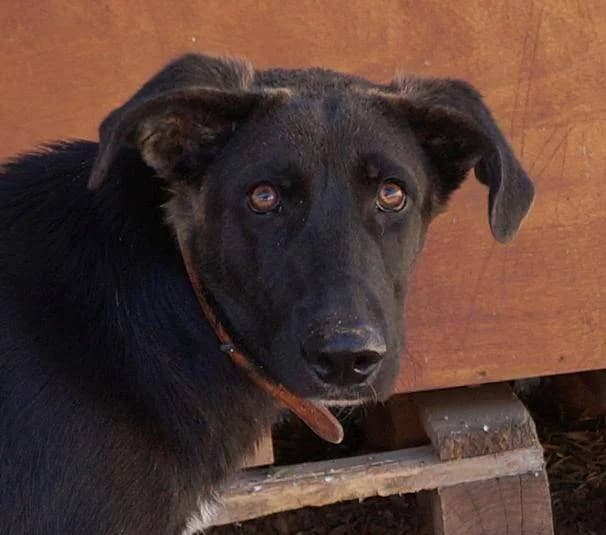 Sultan, male Mixed Breed for adoption at Aktion Tierisch Happy e.V.