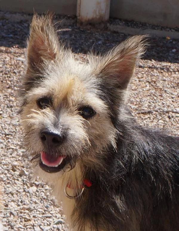 TOM, male Mixed Breed for adoption at Aktion Tierisch Happy e.V.