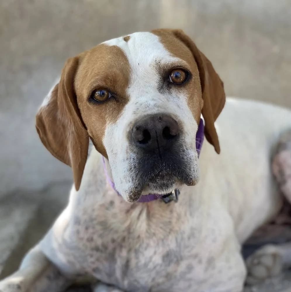 Ellie, male Mixed Breed for adoption at Aktion Tierisch Happy e.V.