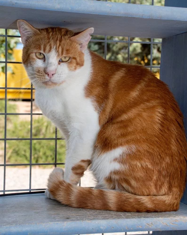 Don Pimpon, male Mixed Breed for adoption at Aktion Tierisch Happy e.V.