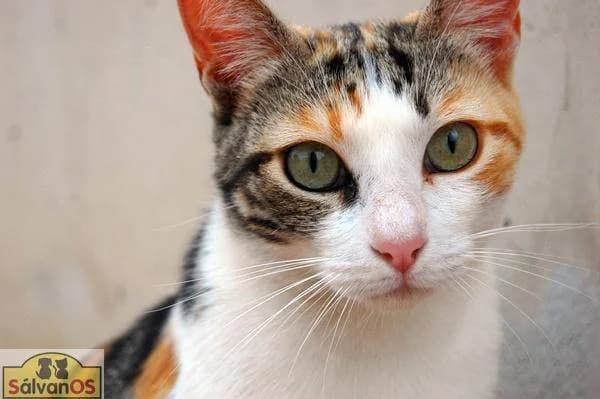 Julieta, female Mixed Breed for adoption at Aktion Tierisch Happy e.V.