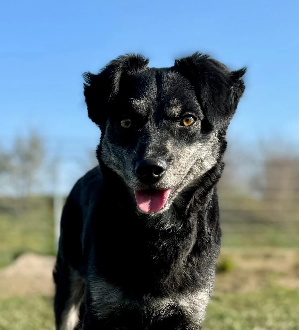 Onu, male young Mixed Breed for adoption at Tierischgeholfen e.V.
