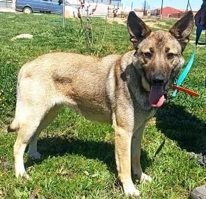 Estrella, female Mixed Breed for adoption at Tierischgeholfen e.V.