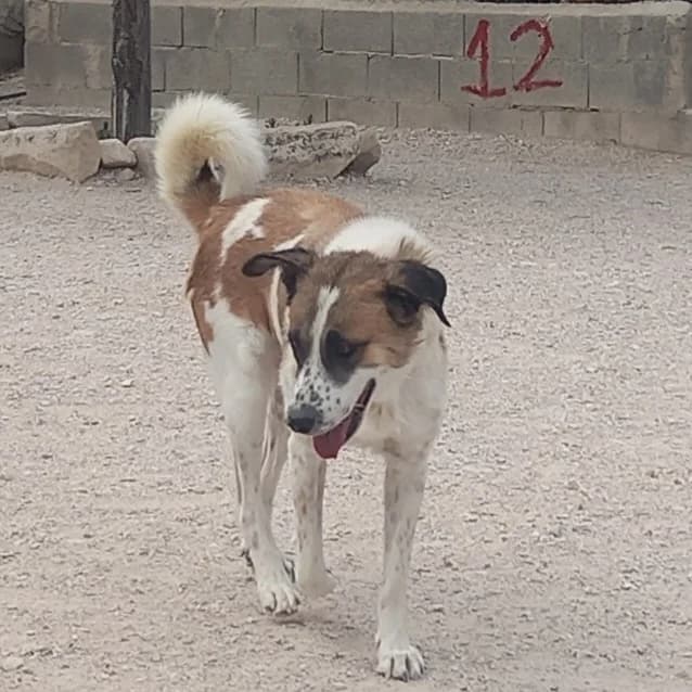 Laguna, female young Mixed Breed for adoption at Tierischgeholfen e.V.