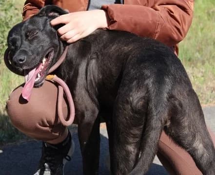Browni2, female Labrador Retriever for adoption at Tierischgeholfen e.V.