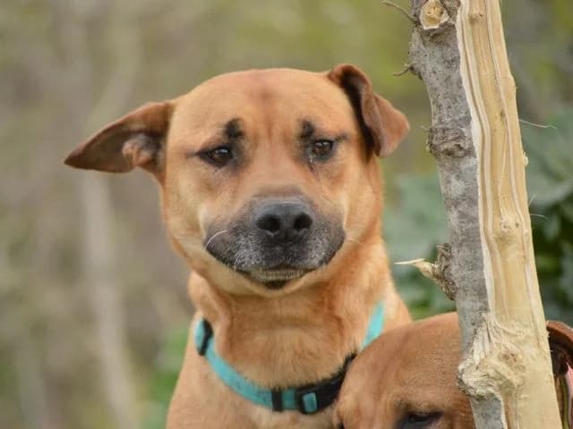 Max3, male Mixed Breed for adoption at Tierischgeholfen e.V.