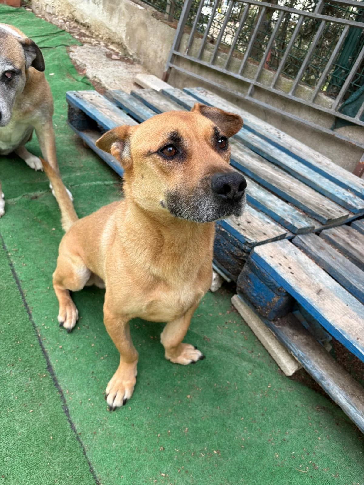 Max3, male Mixed Breed for adoption at Tierischgeholfen e.V.