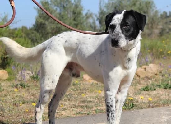 Dante2, male Mixed Breed for adoption at Tierischgeholfen e.V.