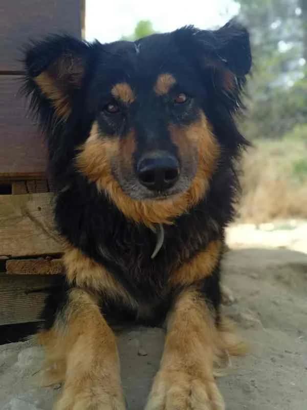 Rigodon, male Mixed Breed for adoption at Tierischgeholfen e.V.