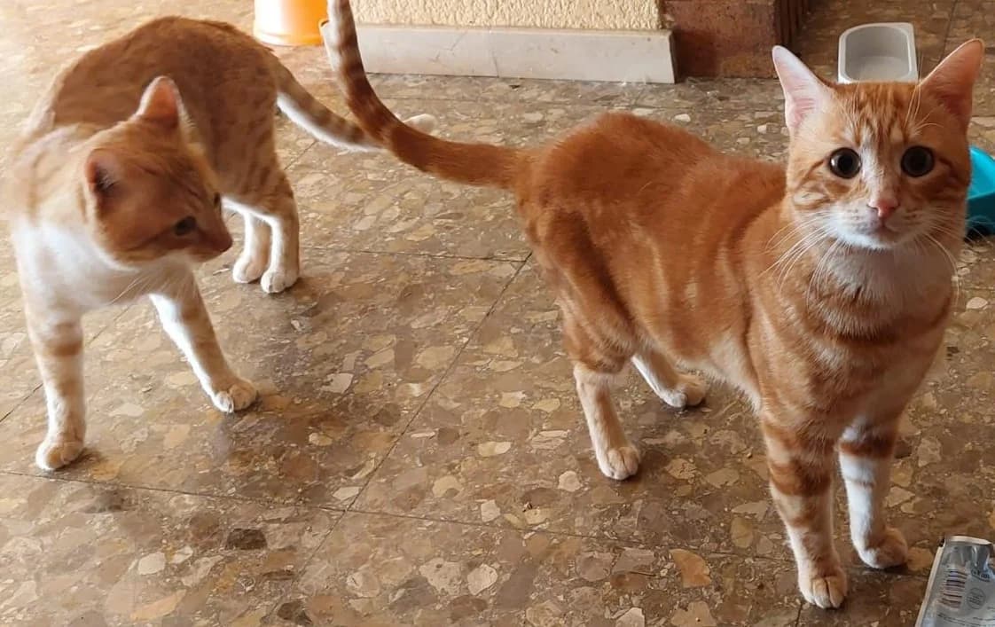 Tito und Teio, male Mixed Breed Cat for adoption at Tierischgeholfen e.V.