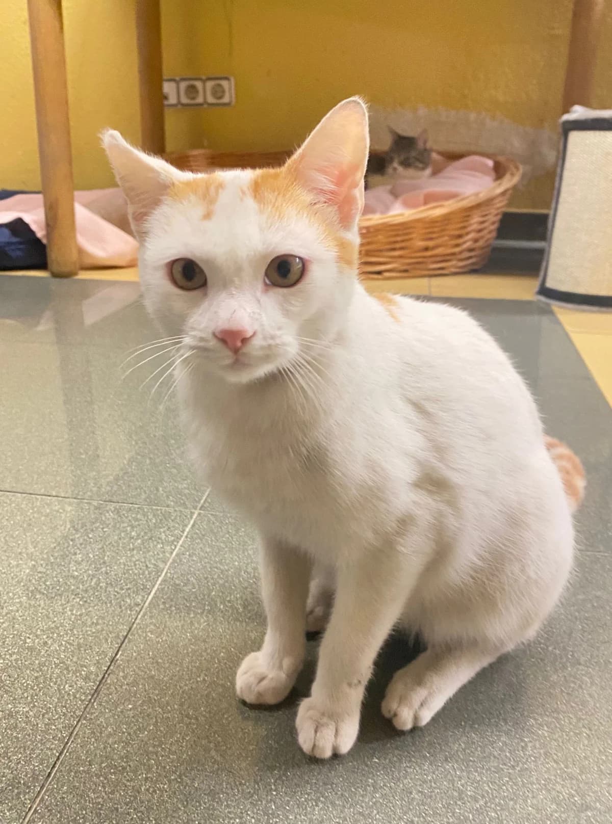 Simba, male young Mixed Breed Cat for adoption at Tierischgeholfen e.V.
