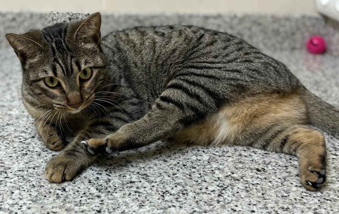 Pom, female Mixed Breed Cat for adoption at Tierischgeholfen e.V.