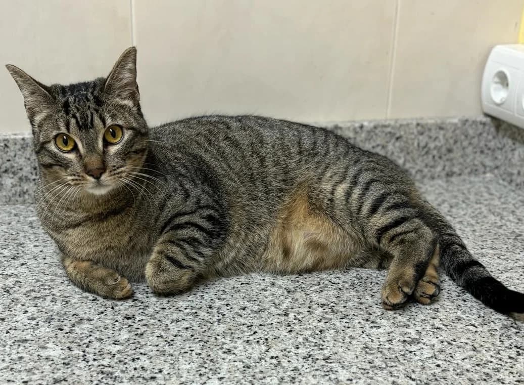 Pin, female Mixed Breed Cat for adoption at Tierischgeholfen e.V.
