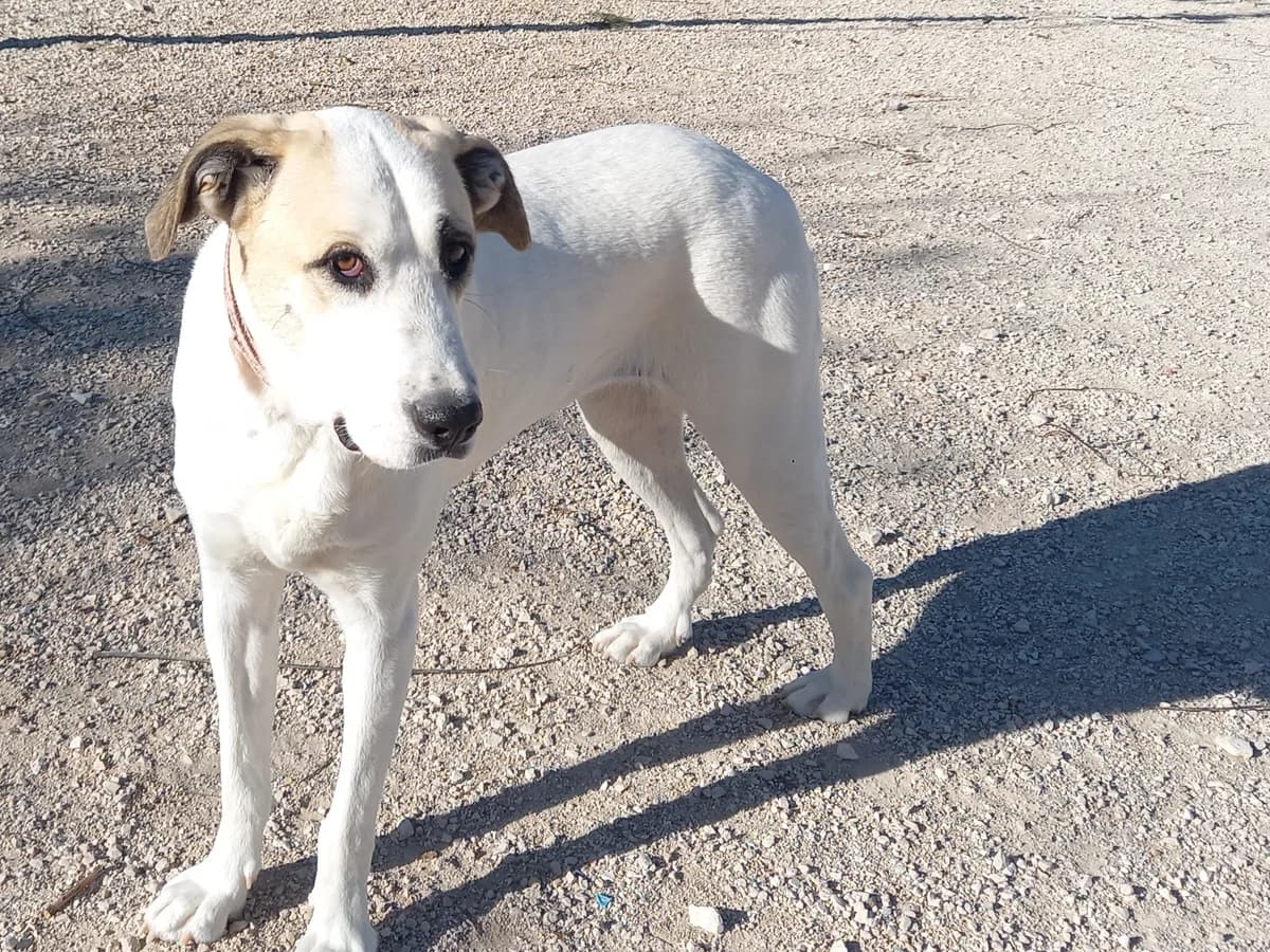 Neix, female puppy Mixed Breed for adoption at Tierischgeholfen e.V.