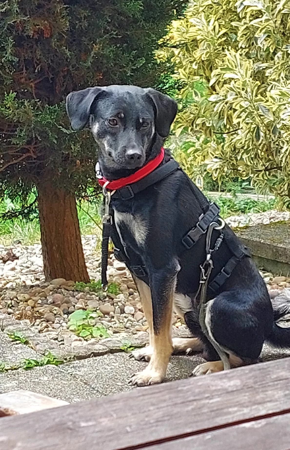 Zicco, male puppy Mixed Breed for adoption at Tierischgeholfen e.V.
